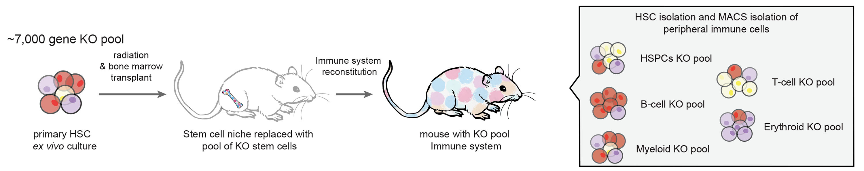 visual abstract for HSC knockout screen